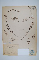 藏品(抱樹蕨、伏石蕨)的圖片