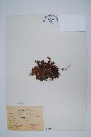 藏品(抱樹蕨、伏石蕨)的圖片