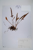 藏品(石葦)的圖片