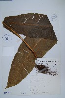 藏品(龍骨星蕨)的圖片