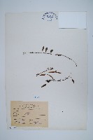 藏品(抱樹蕨、伏石蕨)的圖片