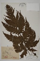 藏品(陰地三叉蕨)的圖片