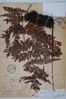 藏品(臺灣鱗毛蕨)的圖片