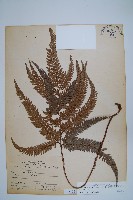 藏品(細葉複葉耳蕨)的圖片