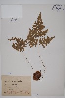 藏品(腫足蕨)的圖片