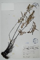 藏品(粉葉蕨)的圖片