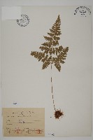 藏品(腫足蕨)的圖片