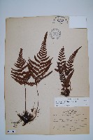 藏品(南海鱗毛蕨)的圖片