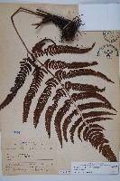 藏品(南海鱗毛蕨)的圖片