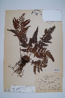 藏品(南海鱗毛蕨)的圖片