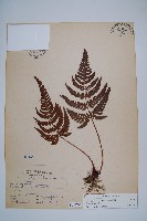 藏品(南海鱗毛蕨)的圖片