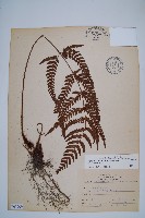 藏品(南海鱗毛蕨)的圖片