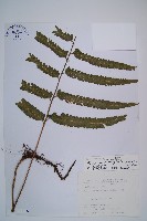 藏品(邊緣鱗蓋蕨)的圖片