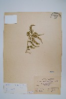 藏品(全緣卷柏)的圖片