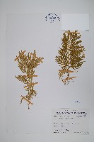 藏品(全緣卷柏)的圖片