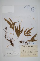 藏品(大線蕨)的圖片