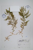 藏品(全緣卷柏)的圖片