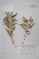 藏品(全緣卷柏)的圖片