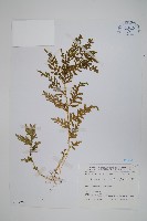 藏品(全緣卷柏)的圖片