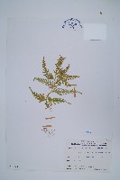 藏品(全緣卷柏)的圖片