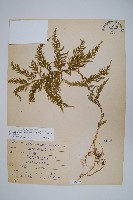 藏品(全緣卷柏)的圖片