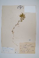 藏品(全緣卷柏)的圖片