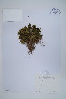 藏品(萬年松)的圖片