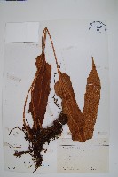 藏品(盧山石葦)的圖片