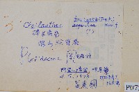 藏品(深山粉背蕨)的圖片