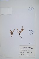 藏品(梳葉蕨)的圖片