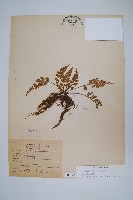 藏品(尖葉鐵角蕨)的圖片