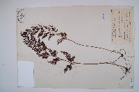 藏品(烏蕨)的圖片