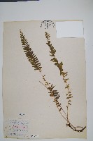 藏品(陵齒蕨、鱗始蕨)的圖片