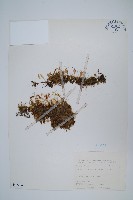 藏品(抱樹蕨、伏石蕨)的圖片