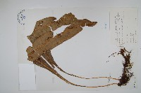 藏品(大星蕨)的圖片