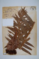 藏品(崖薑蕨)的圖片