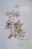 藏品(過山龍)的圖片