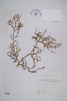 藏品(過山龍)的圖片