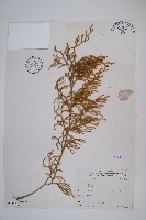 藏品(過山龍)的圖片