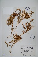 藏品(地刷子)的圖片