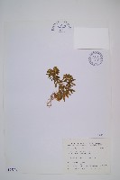 藏品(長柄千層塔)的圖片