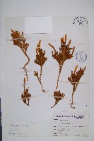 藏品(玉柏、玉柏石松)的圖片