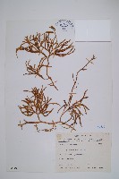 藏品(玉山石松)的圖片