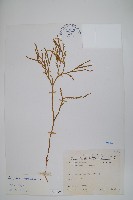 藏品(地刷子)的圖片