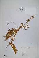 藏品(地刷子)的圖片