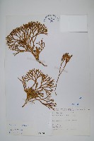 藏品(地刷子)的圖片