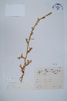 藏品(石松)的圖片