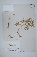 藏品(石松)的圖片