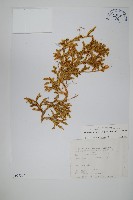 藏品(石松)的圖片