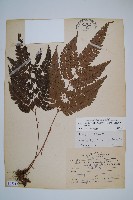 藏品(斜方複葉耳蕨)的圖片